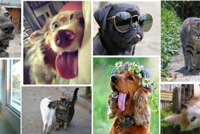 Забавные клички домашних животных