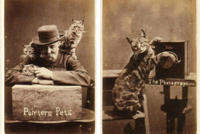 Harry Pointer's Brighton Cats