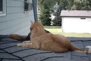 Кот и белочка