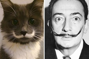 Коты и люди