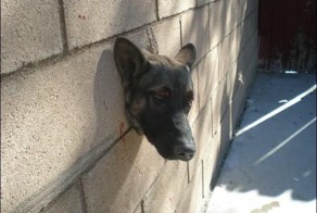 Спасение собаки