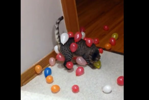 Статический кот