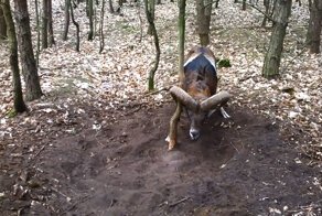 Спасение дикого барана