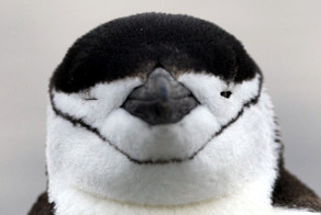 В Антарктиде льдины землю скрыли