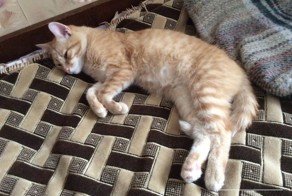 Тайна рыжего кота