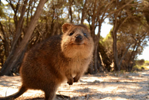 Самые милые животные планеты