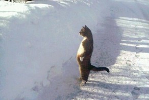 Смешная фотогалерея