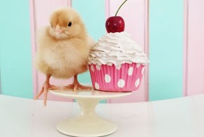 Цыплята и сладости