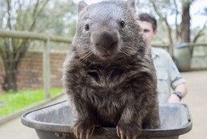 Вомбат удивительное животное