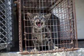 Приюты для животных в США (25 фото)