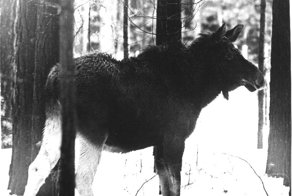 Боевые лоси советской армии: Как создавалась лосиная кавалерия