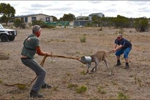 Кенгуру застрял в лейке