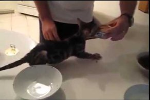 Голодный котенок