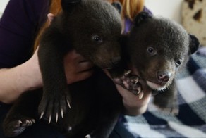 Браконьеры подбросили хабаровским зоозащитникам гималайских медвежат
