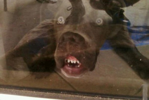 30 веселых фотографий с животными