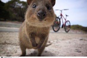 Милый зверек Квокка