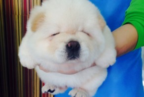 100 самых ценных снимков собак