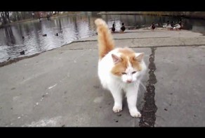 Домашний кот вышел на охоту