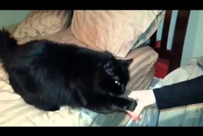 Котики требуют ласки 