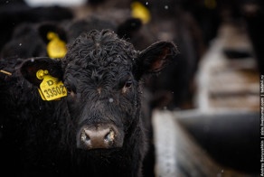 Брянские телочки