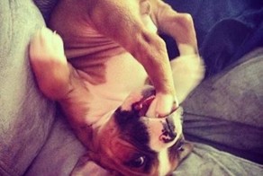 33 животных, попавших в ловушку 