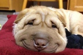 Юмор прикол