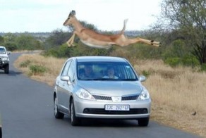 Смешная фотогалерея