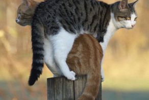 Фотоподборка