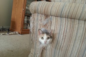 Животные, пойманные на месте преступления 