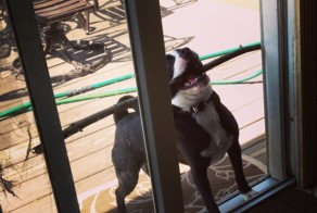 Попробуйте посмотреть этот пост и ни разу не улыбнуться