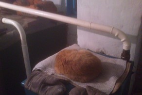 Сибирь - рай для котов?