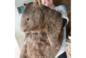 Самый старый и большой вомбат в мире