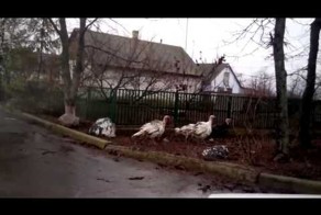 Индюки сепаратисты 