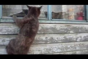 Кошки-скалолазы 