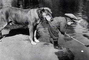 20 фотографий, доказывающих, что нет никого преданнее собаки