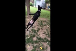 Веселые неудачи с собаками