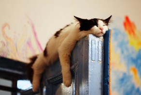 Спящие котейки