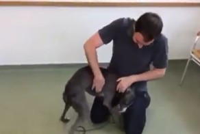 Радость похищенной собаки во время долгожданной встречи со своим хозяином