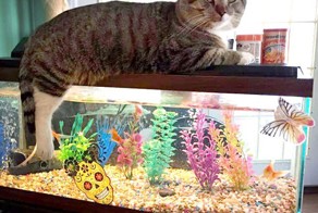 Коты, которые всего лишь хотели помочь (20 фото)