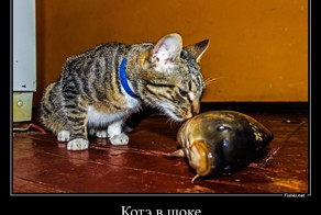Котэ в шоке