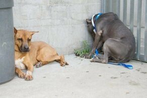 Серьезная причина почему ваш питомец упирается головой в стену