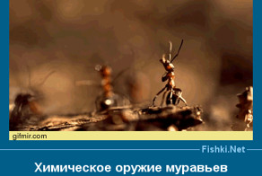 Смешные картинки