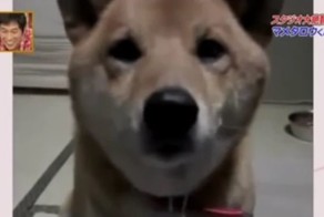 Пёс с регулятором громкости