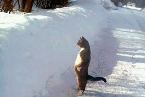 Ожидание весны