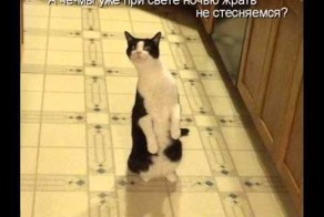 Посвящается котам! Позитив!