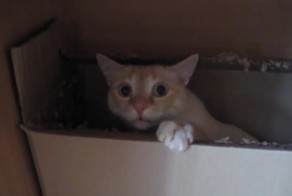 Кот пытается сожрать коробку