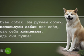 Запоминающиеся цитаты из фильма "Хатико: Самый верный друг"