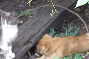 Эти прикольные животные