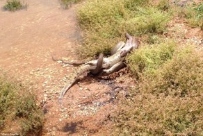 Смертельная схватка питона с крокодилом