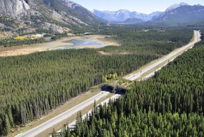 Существуют мосты для животных